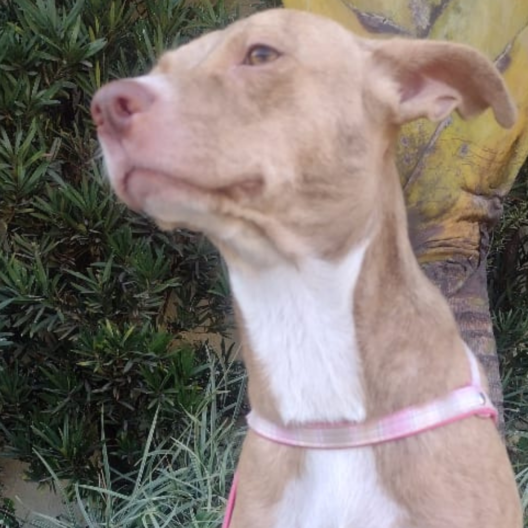 Simba depois da recuperação